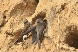 <p>BŘEHULE ŘÍČNÍ (Riparia riparia) - jižní Morava ---- /European sand martin - Uferschwalbe/</p>